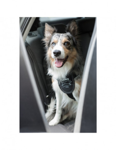 Canis car harness L