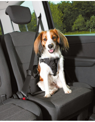 Bilsele Dog Protect svart